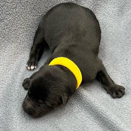 Girl 2 - Black and tan female German Shepherd puppy in Sharon Grove, Kentucky from Julie’s Shepherds