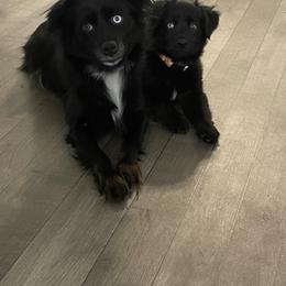 Mabel - Miniature Australian Shepherd