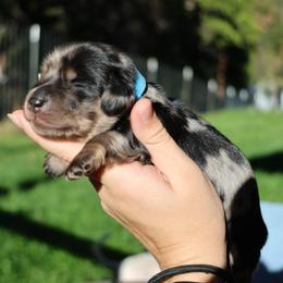 Ollie - Dapple male Dachshund puppy in Prospect, Oregon from Spunky Sausage Pups