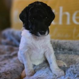 Niffty - Parti female Poodle puppy in Blue Ridge, Georgia from Beltane Standard Poodles