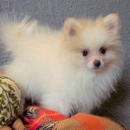 Henri - Cream parti male Pomeranian puppy in Centralia, Illinois from Happy Paws