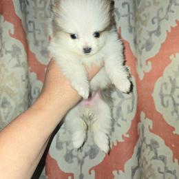 Tiny - Blue sable female Pomeranian puppy in Meherrin, Virginia from Traveling Poms