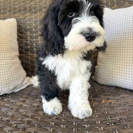 Alder - Black and white male Cockapoo puppy in Claremont, North Carolina from Magnolia Grove Farms