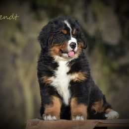 Bernese Mountain Dog Puppies from Brookwood Bernese Mountain Dogs