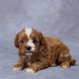 Beth - Red female Cavapoo puppy in Apple Creek, Ohio from Grandeur Valley Puppies