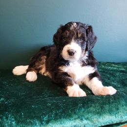 Bernedoodle Puppies from Badlands Bernedoodles