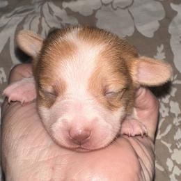 Spice - Red female Companion Cross puppy in Garvin, Oklahoma from Hochatown Awesome Aussies