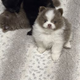 Parti lilac boy - Lavender male Pomeranian puppy in Sunnyside, Washington from The Pom farm