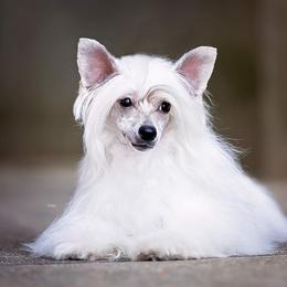 Merlot - Cream female Chinese Crested puppy in Auburn, Kansas from TopBrass Kennels