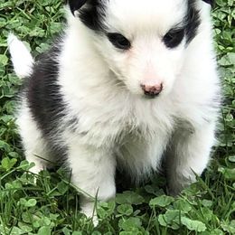 Aspen - TBD