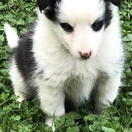 Aspen - TBD