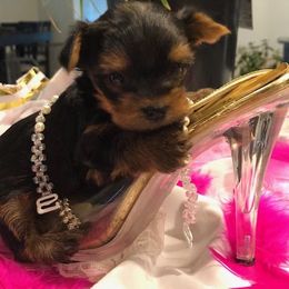 Yorkshire Terrier Puppies from Enchanted by Yorkies