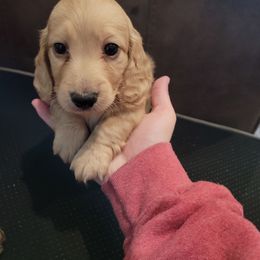 Blue boy - Cream male Dachshund puppy in Sour Lake, Texas from Rigdon's dachshunds