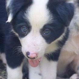 Border Collie and Toy Australian Shepherd Puppies from Simmons Toy Aussies and Border Collies