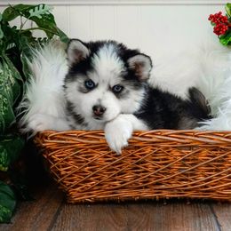 Pomsky Puppies from Arctic Star Pomskies