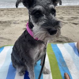 Miniature Schnauzer puppies from Santa Clarita’s Miniature Schnauzers