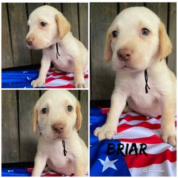 Ren - Yellow male Labrador Retriever puppy in Hartly, Delaware from Triple Threat Labradors