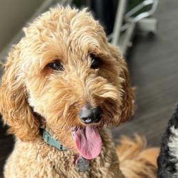 Maddie - Goldendoodle