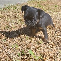 Girl 2 - Black and tan female Brussels Griffon puppy in Huntsville, Alabama from Tammy's Brussels