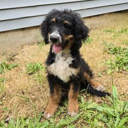 Boy 3 Benjamin bunny - Tri-color male Bernedoodle puppy in Vancouver, Washington from Doo a Little Doodle