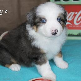 Boy 2 - Blue merle male Miniature Australian Shepherd puppy in Elgin, Oregon from LongMile Aussies