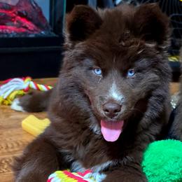FireFly - Brown and white female Siberian Husky puppy in East Tawas, Michigan from BurnsBerg's Woolies