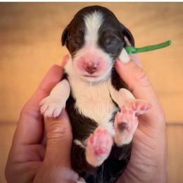 Boy 8 - Chocolate male Labradoodle puppy in Danville, Indiana from Marley’s Doodle Ranch