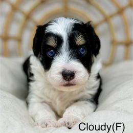 Cloudy - Black tri-color female Aussiedoodle puppy in Sterling, Colorado from North 40 Doodles