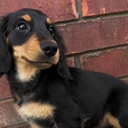 Rolo - Black and tan male Dachshund puppy in Keota, Oklahoma from Skyview Doxie Ranch