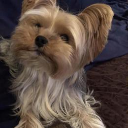 LeLe - Yorkshire Terrier