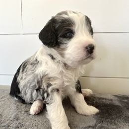 Cole - Blue merle male Bernedoodle puppy in Waco, Texas from Hope Valley Doodles