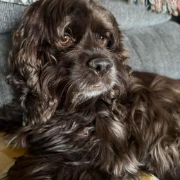 Blazer - Cocker Spaniel