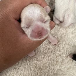 Kaku - Cream and white female Shih Tzu puppy in Orange, California from Shih Tzu Hauz