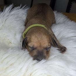 No name - Black and tan female Dachshund puppy in Temecula, California from jocelyn martinez
