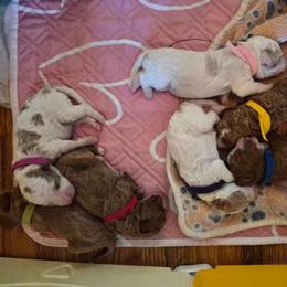 Poodle puppies from Maltese & poodle Lovers