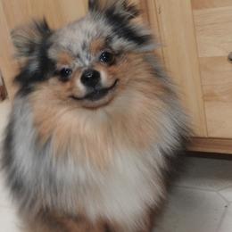 Pomeranian puppies from Smallstar Puppys