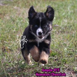 Angela - Black tri female Miniature American Shepherd puppy in Elgin, Oregon from Cross L Miniature American Shepherds