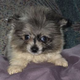 Hunnibunnies Thing Addams - Blue merle male Pomeranian puppy in Cleveland, Ohio from Hunnibunnies