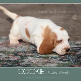 Cookie - Red and white female Basset Hound puppy in Jefferson City, Missouri from Triple Hill Farm