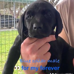 Labrador Retriever Puppies from Fuller Paws of Texas