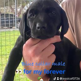 Labrador Retriever Puppies from Fuller Paws of Texas