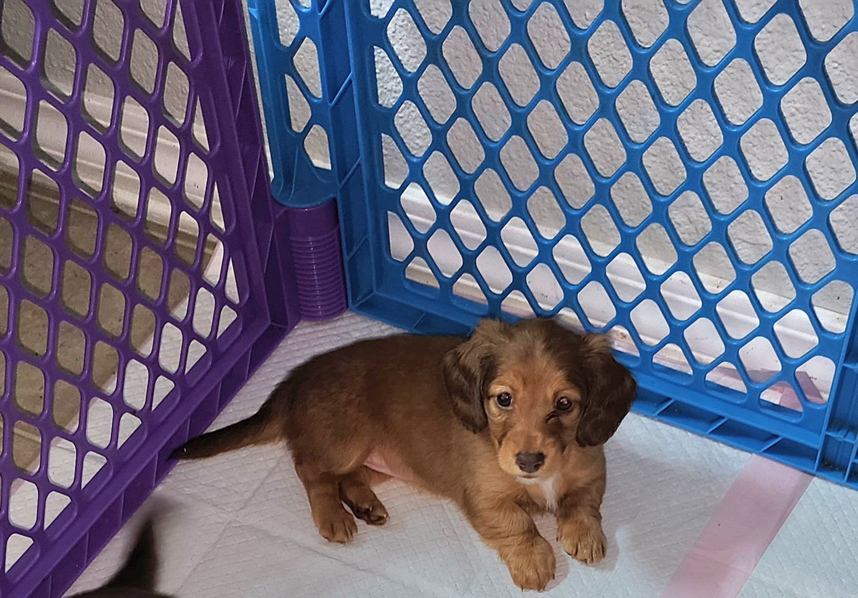 Girl 2 - Dachshund puppy in Florida from DK Miniature Dachshunds