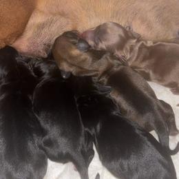 Dachshund puppies from Molina Family Farms