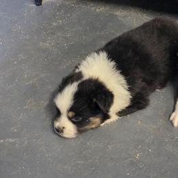 Tyler - Black tri-color male Australian Shepherd puppy in Leonard, Texas from Tin Roof Aussies