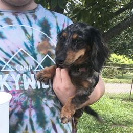 Dachshund puppies from Amberly's Dachshunds