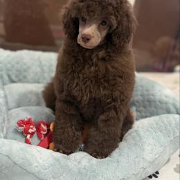 Gemma Cafe Au Lait - Cafe au lait female Poodle puppy in Franklin Park, Illinois from Windy City Majestic Toy Poodles