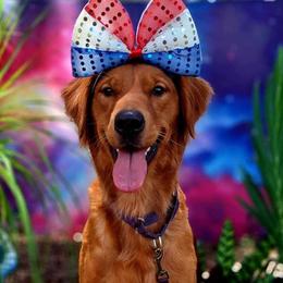 German Shepherds and Golden Retrievers from Lace's High Flying German Shepherds And Golden Retrievers