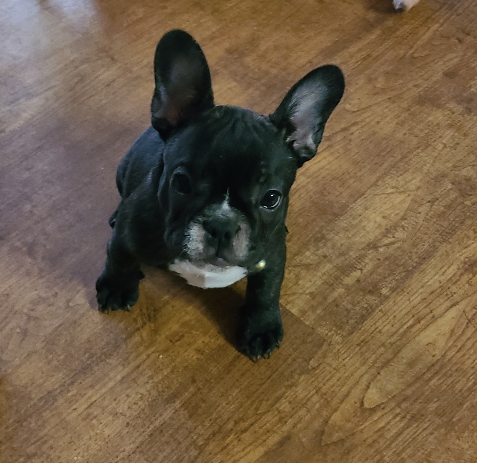 Girl 2 - French Bulldog puppy in Plano, Texas from Thompson's Frenchies