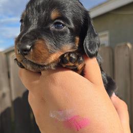 Raven - Black and cream male Dachshund puppy in Perris, California from Ohana_626_kennels