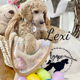 Poodle Puppies from Agape Standard Poodles